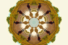 Cow Planet by Ansen Seale