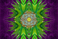 Flower by Ansen Seale